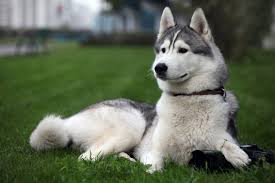 Looking for the best wallpapers? Adult Grey And White Siberian Husky Siberian Husky Dog Animals Hd Wallpaper Wallpaper Flare