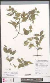 Image result for Hippocratea apocynoides
