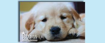 Maybe you would like to learn more about one of these? Royal River Retrievers Golden Retriever Puppies In Maine And New England Top Golden Retriever Puppy Breeder In Maine And New England