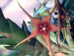 Image result for Orbea caudata