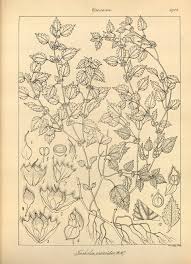 Image result for Droguetia iners