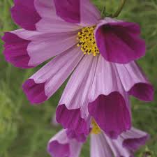 Image result for Cosmos bipinnatus