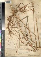 Image result for Hyparrhenia welwitschii