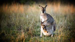 Kangaroo basic (free) allows unlimited user invites and sends you push notifications alerts. Kangaroo Facts And Photos
