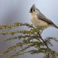 Young Birders Walk at Banshee Reeks