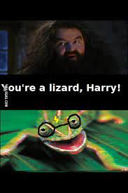 Check spelling or type a new query. You Re A Lizard Harry 9gag