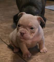 Getting her fade tomorrow. Will post the cut tomorrow.