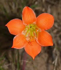 Image result for Cyrtanthus galpinii