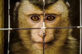 To receive alerts, please allow web browser notification permission. The Cost Of A Pet Monkey Too Much Born Free Usa