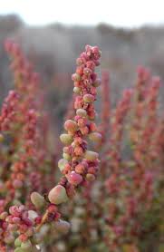 Image result for Suaeda vermiculata