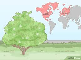 Jun 08, 2012 · the easiest way to identify elderflower is from the actual flowers. 3 Ways To Identify Elderflower Wikihow