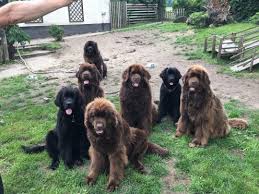 Check spelling or type a new query. Grosse Liebe Zu Barenstaken Hunden