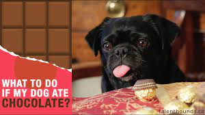 Unfortunately ignorance can lead to death if the ingestion of this dangerous toxin is not taken seriously. What Happens When Dogs Eat Chocolate Tractive Blog