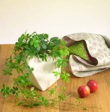 楽天市場 シュガーバイン多面体の陶器鉢 今月の植物 ｅ 花屋さん 植物 シュガーバイン 陶器 鉢