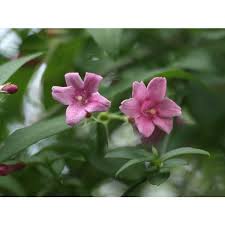 Image result for Jasminum beesianum