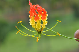 Image result for Gloriosa sessiliflora