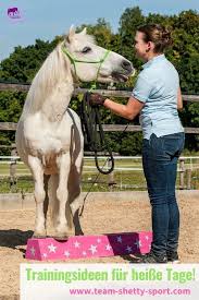 Shetty Zirkuslektionen Podest Balancierbalken Mit Pferd Tricktraining Mit Shetlandpony Shetlandpony Pony Pferde Training Zirkuslektion Pferd Training Ideen