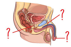 Anatomy of the male breast; Can You Get At Least 5 11 On This Male Reproductive System Quiz