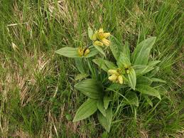 Image result for Chironia laxiflora