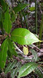 Image result for Nesogordonia