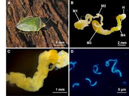 Image result for Nesogenaceae