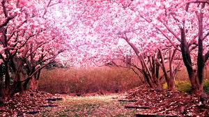 2 years ago 12 months ago. Sakura Trees Wallpapers Wallpaper Cave