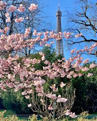 Check spelling or type a new query. Paris In Bloom Where To See Early Spring Flowers Landen Kerr