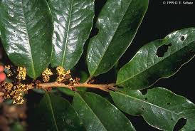 Image result for Myristicaceae