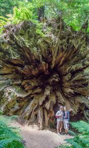 Feeling Small On The Avenue Of The Giants Weird Trees Unique Trees Nature Tree