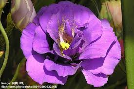 Image result for eustoma flamenco