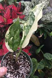 Aglaonema Bangkok Queen Ebay Nov19 Plants Succulents Fruit