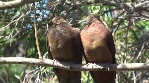 Hal ini wajar karena lovebird sendiri memiliki tiga kelompok tingkat kesulitan dalam membedakan jenis kelaminnya. Uncal Kouran Wikipedia Bahasa Indonesia Ensiklopedia Bebas