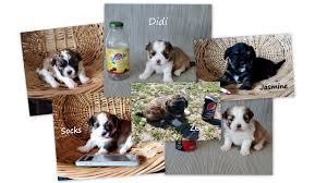 Check spelling or type a new query. Find Teddy Bear And Maltipoo Puppies Wisconsinpuppies Net