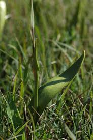 Image result for Ophioglossum vulgatum