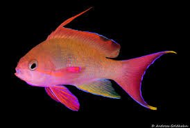 The Colorful Fish Of Fiji Underwater Photography Guide