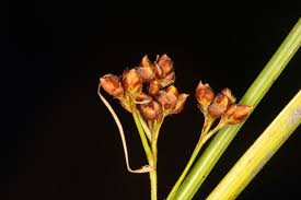 Image result for Rhynchospora holoschoenoides