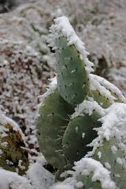 Winter holidays have come and gone. Can A Frozen Cactus Be Saved Learn What To Do For Cactus Damaged By Cold
