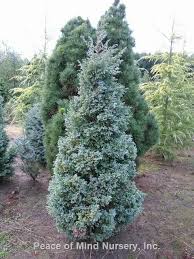 Learn more about monrovia plants and best practices for best possible plant performance. Chamaecyparis Pisifera Boulevard Sawara Cypress Zone 4 8 Exposure Part Shade Height 8 12 Pyramidal With S Plants Landscape Trees Flower Garden