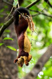 Ecureuil Malabar Des Ecureuils Geants Multicolores Magnifiques Vivent En Inde Ecureuil Animaux Animaux De Compagnie