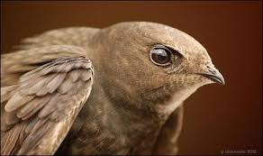 Ivan Kruys Adli Kullanicinin Birds Panosundaki Pin Kus
