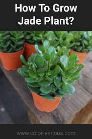 Jade Plant Home And Garden Jade Plants Plants Cactus House Plants