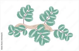 Image result for Neptunia oleracea