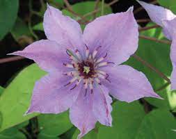 Lilac pink medium sized flowers during the spring with a second flush in the autumn. Clematis Rosa Konigskind Our Range