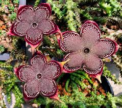 Image result for Tridentea marientalensis