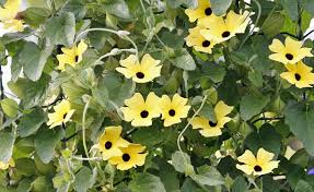 Die Schwarzaugige Susanne Thunbergia Ist Ein Besonderer Blickfang Die Einjahrige Schlingpflanze Bevorzugt Son Pflanzen Schwarzaugige Susanne Kletterpflanzen