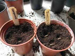 Magnesium, vitamin a, copper, potassium and. Growing Zucchini In Containers Top Tips For Success