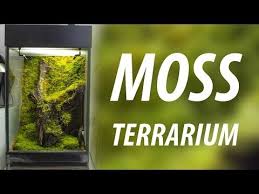 Pin On Terrarium