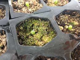 Instinctual creatures, it is generally impossible to have a conversation with them. Green Fungus Bacteria Forming On Seedling Soil What Do I Do Peyote