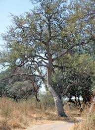 Image result for Combretum imberbe