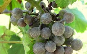 Powdery mildew is unique in that the causal organism lives entirely on the surface of infected tissues. Powdery Mildew Of Grapes